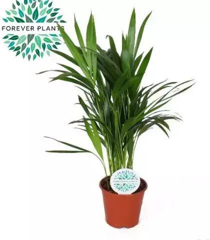 Dypsis Lutescens Areca Plant