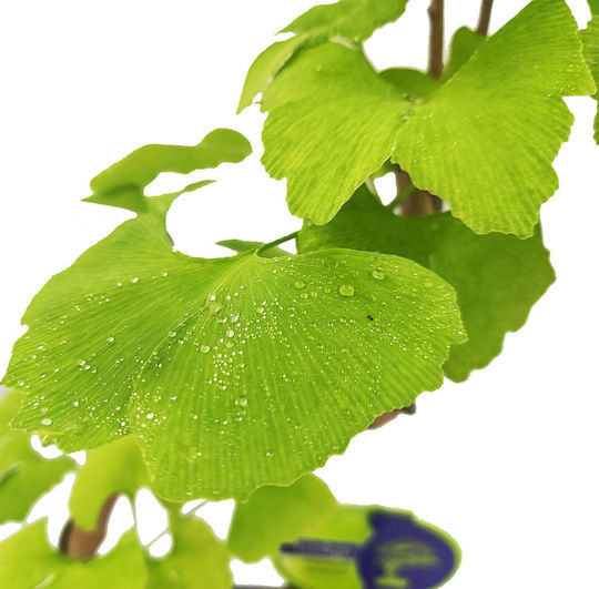 Μπονσάι Gingko Biloba