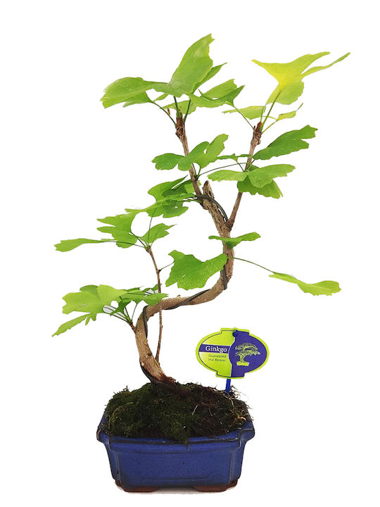 Μπονσάι Gingko Biloba