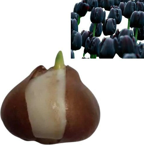 Primasem Bulb Tulipς Black