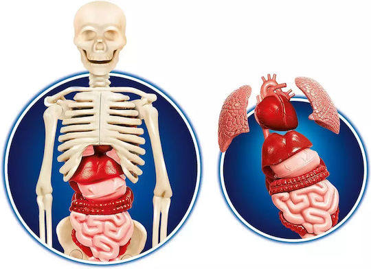 Clementoni Scientific Fun Human Body 60249