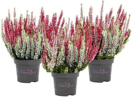 Calluna