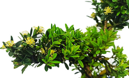 Bonsai Buxus Harlandii Pflanze