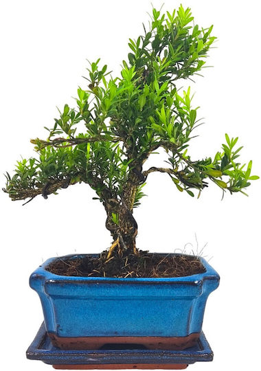 Bonsai Buxus Harlandii Pflanze