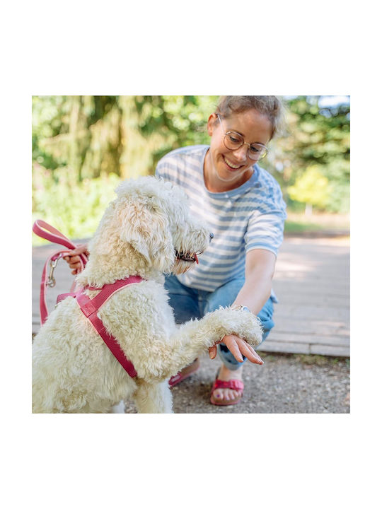 Nobby Dog Harness Training Classic Preno Orange Medium / Small 25mm x 38-50cm 80531-04