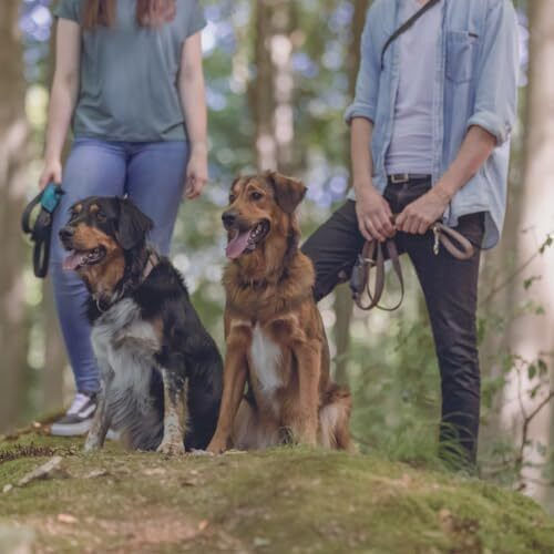 Trixie Λουρί/Οδηγός Σκύλου Ιμάντας Tracking Small/Medium Κόκκινο 5mm σε Κόκκινο χρώμα 10m