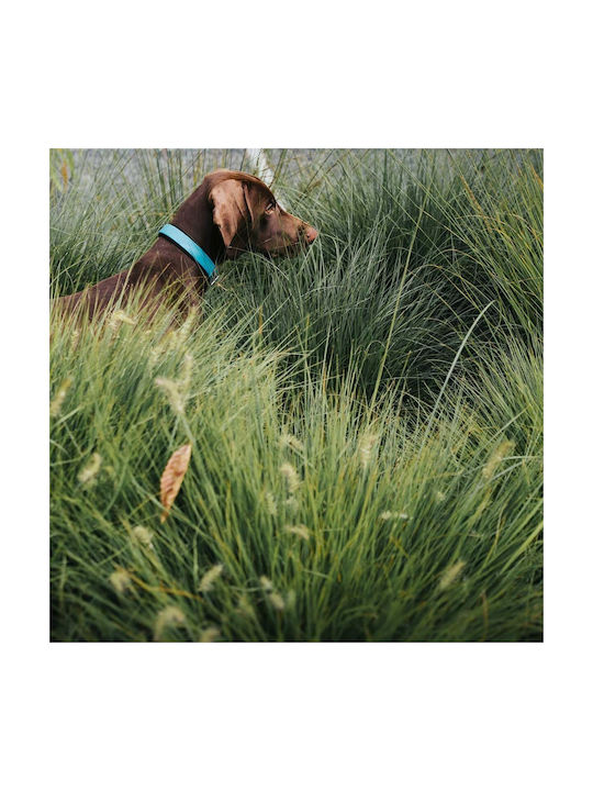Hunter Convenience Comfort Hundehalsband in Türkis Farbe Groß 25mm x 52 - 60cm