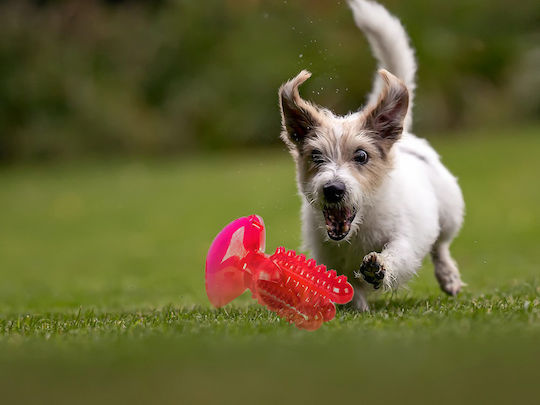 Zahnpflege Zahnbürste Hund Rot