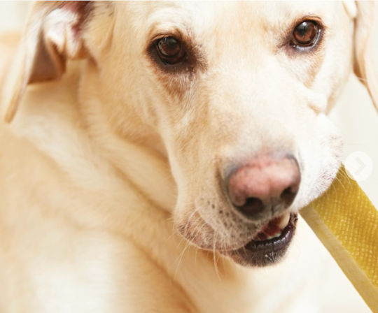 Pet Camelot Sticks für Hunde Kleine Rassen mit Käse 37gr