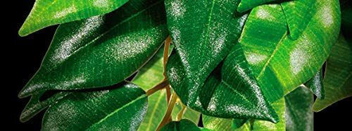 Exo Terra Ficus Small