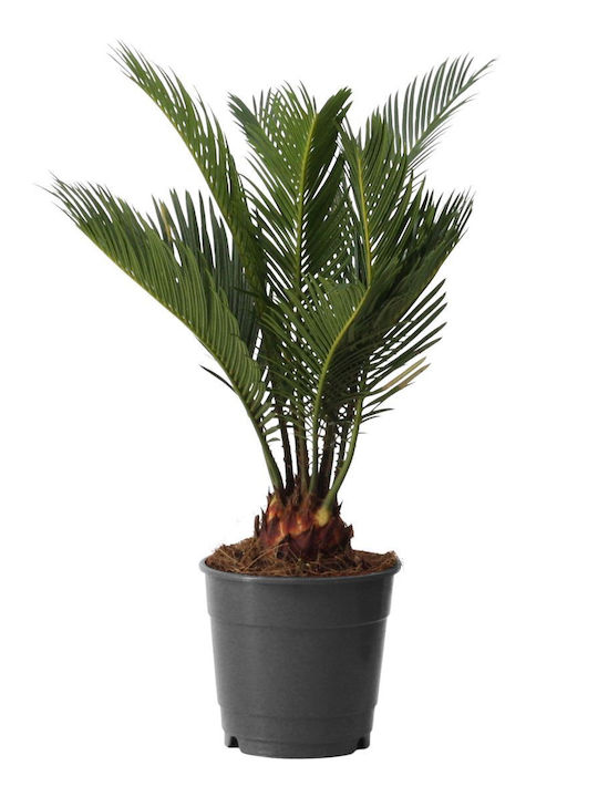 Τσίκας "cycas Revoluta" 30 Εκ