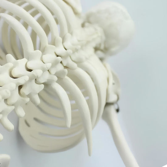 Modell des menschlichen Skeletts