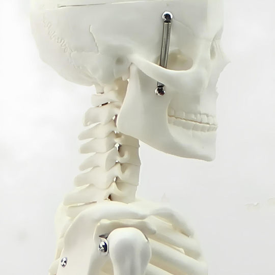 Modell des menschlichen Skeletts