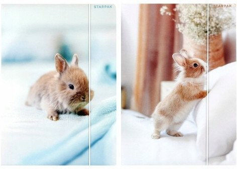 A4 Rabbit Paper Folder Elastic Stk Fol10/100
