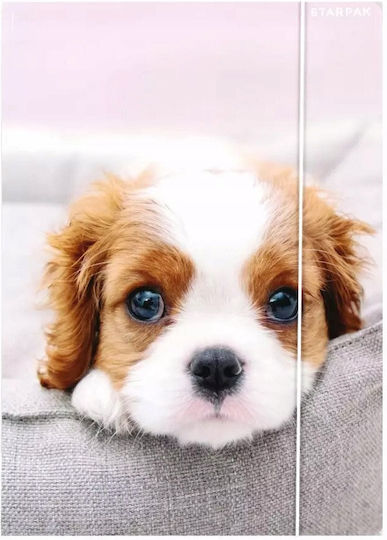 A4 Dogs Paper Folder Elastic Pcs Fol10/100