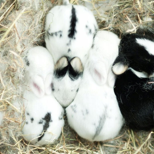 Hi Little One Little One Τροφή Ινδικά Χοιρίδια 400g