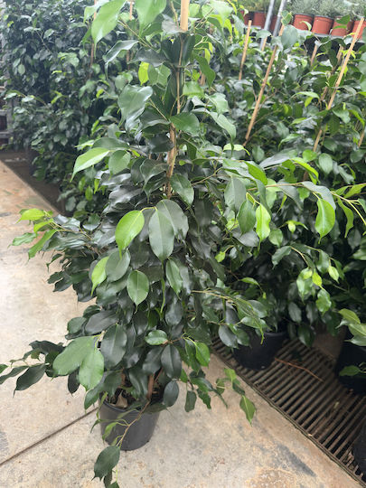 Ficus Benjamin Υψος>1m Ficus Benjamin Υψος>1m