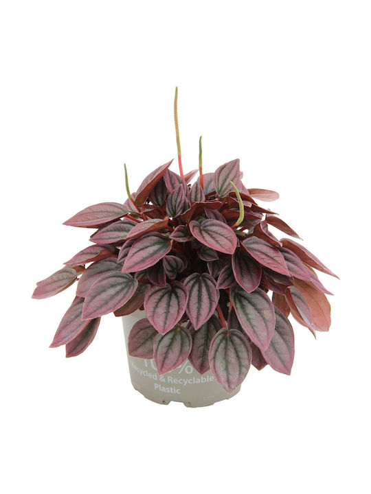 Peperomia Caperata Cayenne Peperomia Caperata Cayenne