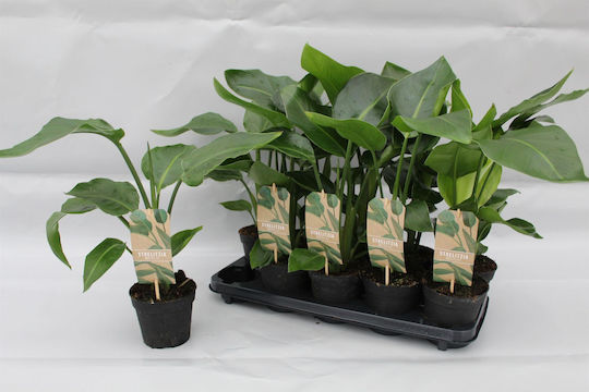 Στρελίτσια Strelitzia Nicolai Στρελίτσια Strelitzia Nicolai
