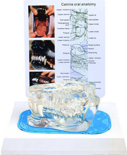 Heine Scientific Медицински тренировъчен маникен за Фитология