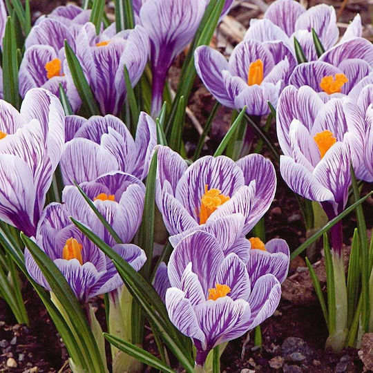 Becuri Crocus 5 Bucăți Mărime 7/8 & 10/+ Becuri Crocus 5 Bucăți Mărime 7/8 & 10/+