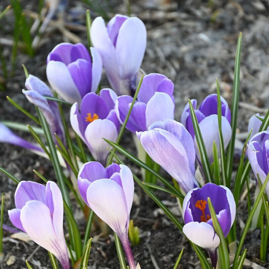 Becuri Crocus 5 Bucăți Mărime 7/8 & 10/+