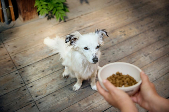 Josera Adult Festival Dry Dog Food 3kg