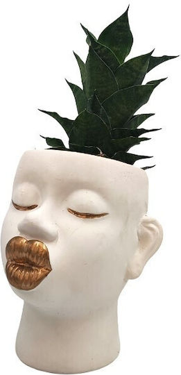 Sansevieria Ghiveci Ceramic Buze Aurii Sansevieria Ghiveci Ceramic Buze Aurii