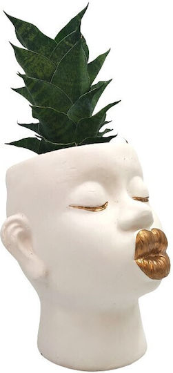 Sansevieria Ghiveci Ceramic Buze Aurii