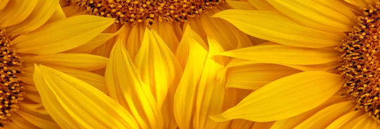 Areon Home Perfumes Scented Candle Moon Line Sun Flower Areon Home Perfumes Scented Candle Moon Line Sun Flower