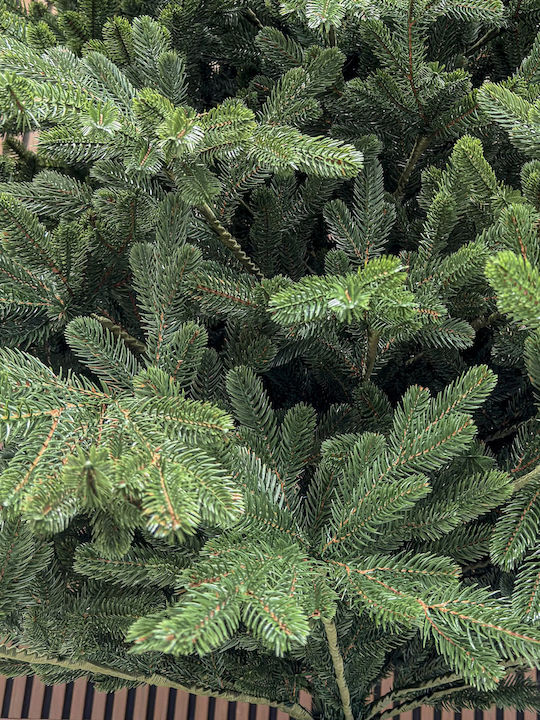 Christmas Tree Viena 250cm with 1240 Branches