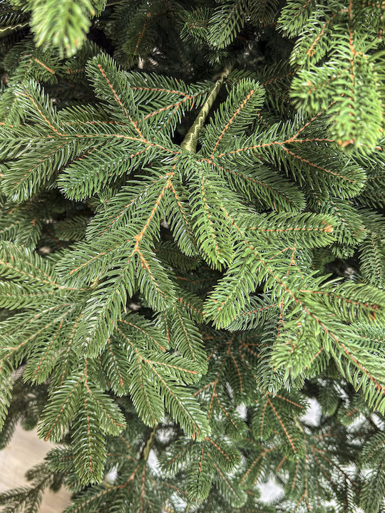 Christmas Tree Viena 250cm with 1240 Branches