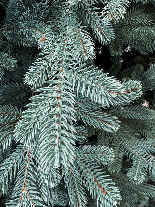Weihnachtsbaum Viena 250cm mit 1240 Zweige Silber