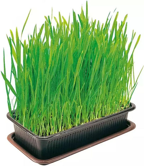 Vitakraft Grass for Cat 120g