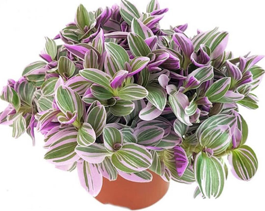 Tradescantia Sweetness Telegraph Tradescantia Sweetness Telegraph