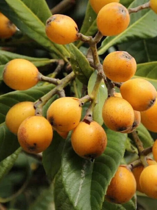 Loquat 4lt Height 100cm Loquat 4lt Height 100cm