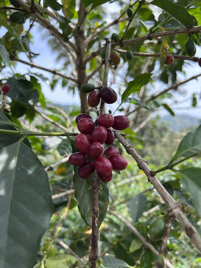 Rwanda Muhabura Funky Anaerobic Еспресо Кафе Зърна 400g