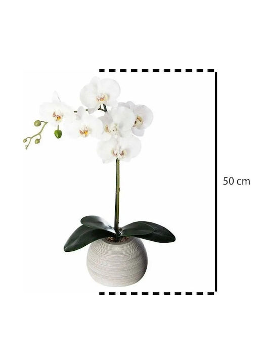 Createur D'interieur Orchid in Pot 50cm Atmosphera
