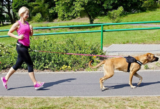 Dingo Dog Leash/Lead Strap in Green color