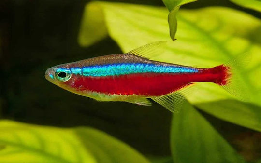 Abyssos Paracheirodon Axelrodi S Aquariumfisch
