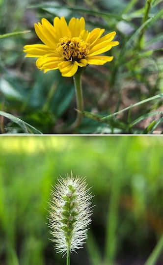 Apexel Φακός Κάμερας ​Κινητών Φίλτρο / Macro 12x