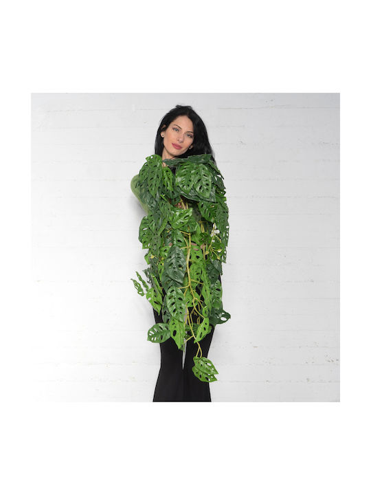Decorative Artificial Plant Monstera Green 85cm Supergreens