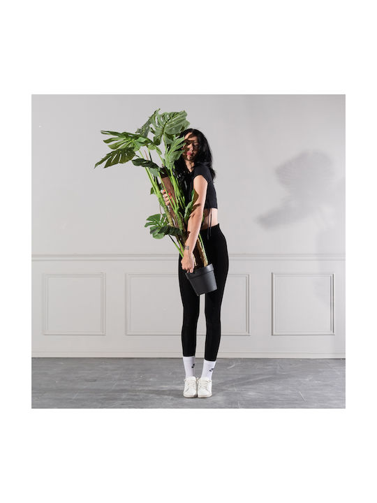 Μονστέρα Εξωτερικού Χώρου 130cm Supergreens
