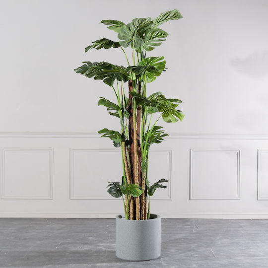 Μονστέρα Εξωτερικού Χώρου 195cm Supergreens