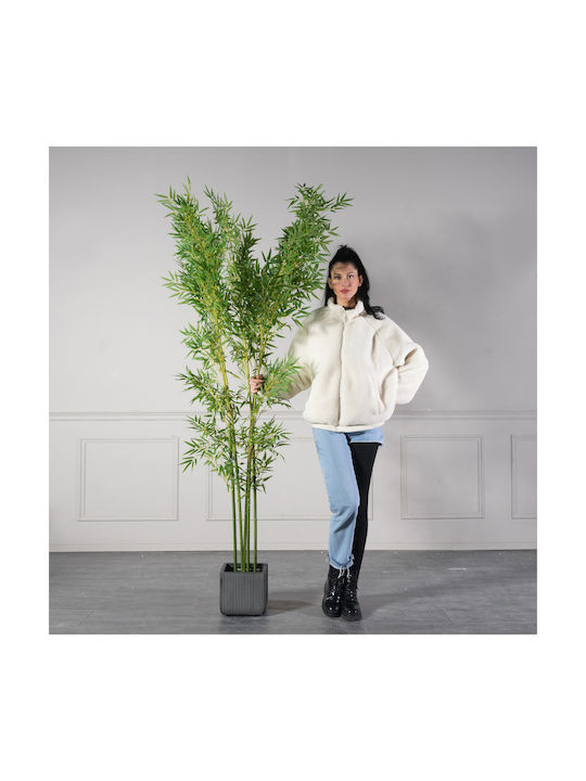 Φίκος Εξωτερικού Χώρου 240cm Supergreens