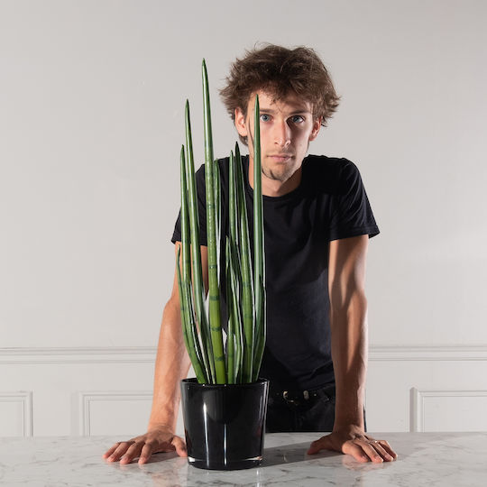 Yucca В Саксия 14см Supergreens