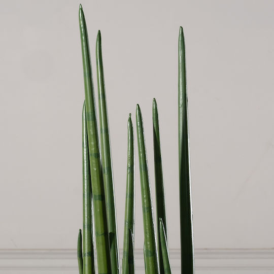 Yucca В Саксия 14см Supergreens