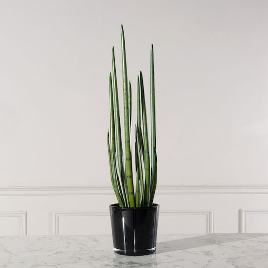 Yucca В Саксия 14см Supergreens