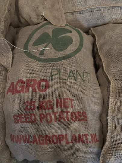 AgriMore Samen Für Kohl