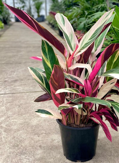 Καλαθεα Τριχρωμη Stromanthe Sanguinea ‘triostar’ Καλαθεα Τριχρωμη Stromanthe Sanguinea ‘triostar’